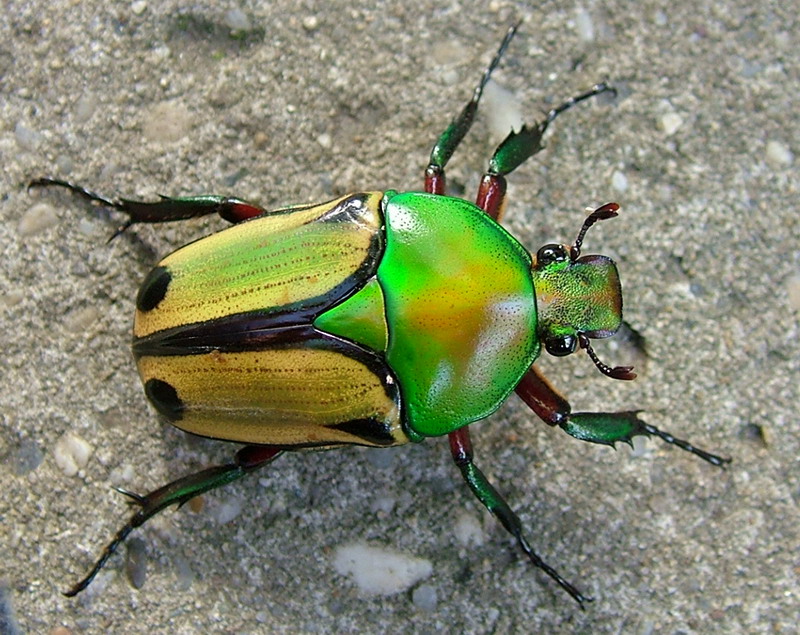 Flower Beetles - Eudicella