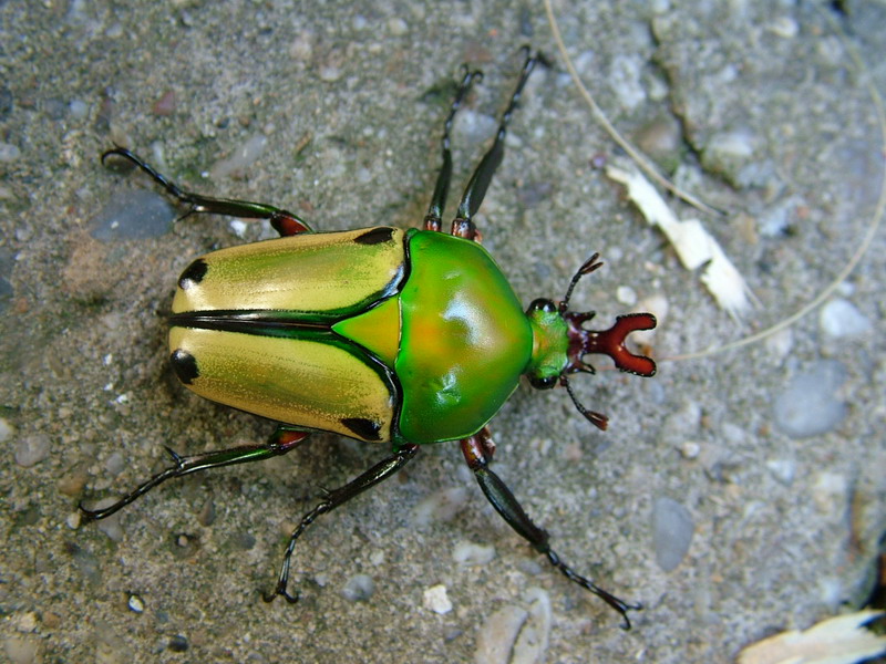 Flower Beetles - Eudicella
