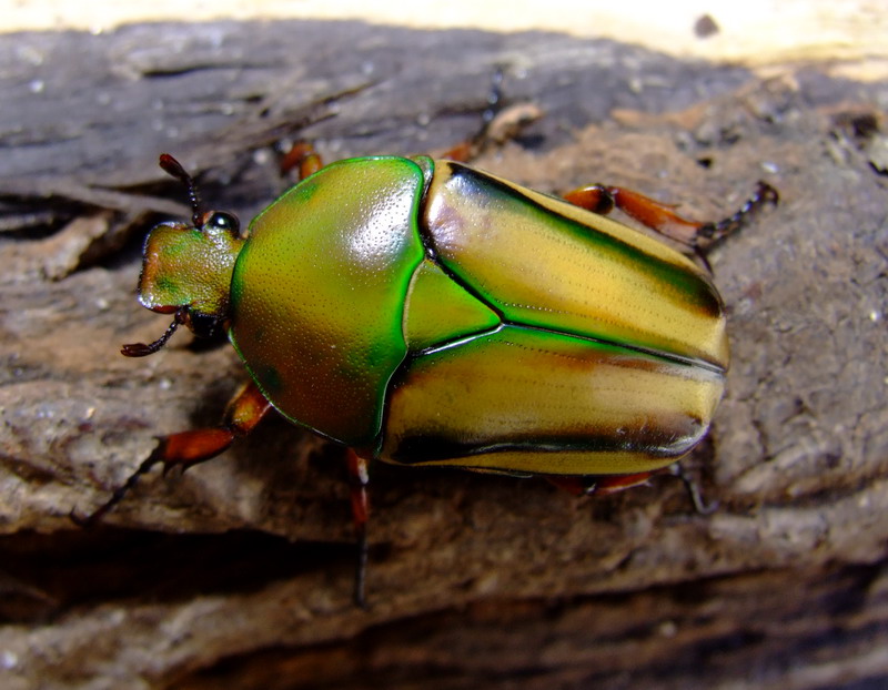 Flower Beetles - Eudicella