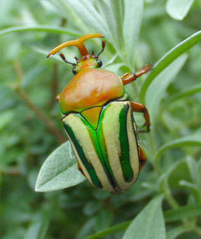 Flower Beetles - Eudicella