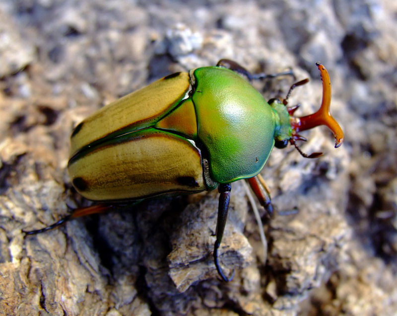 Flower Beetles - Eudicella