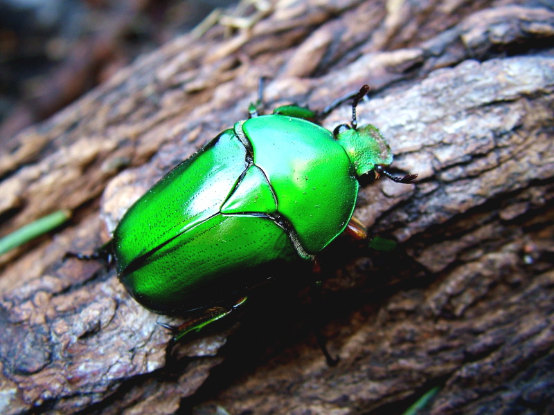 Flower Beetles - Eudicella