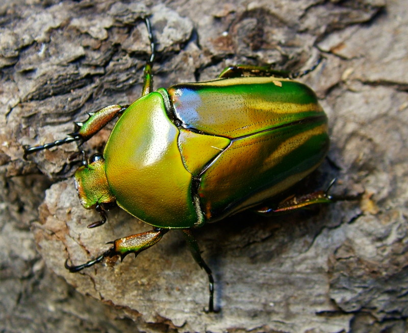 Flower Beetles - Eudicella