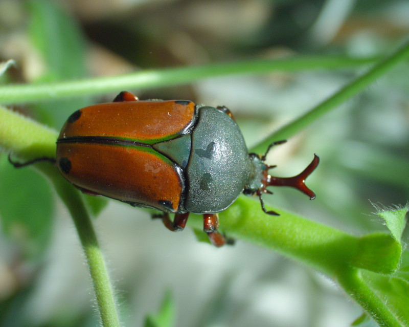 Flower Beetles - Eudicella