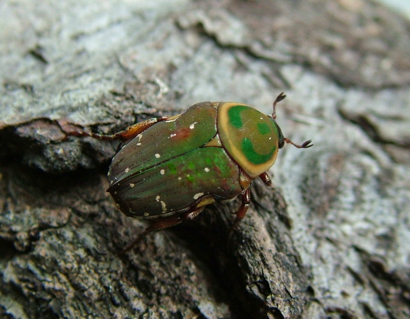 Flower Beetles - Leucocelis - Homothyrea