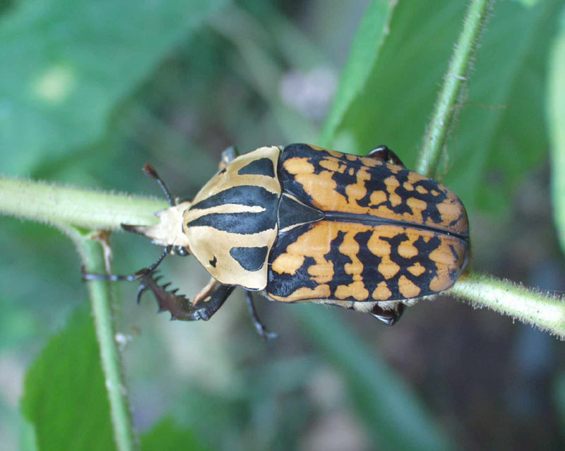 Flower Beetles - Mecynorhina