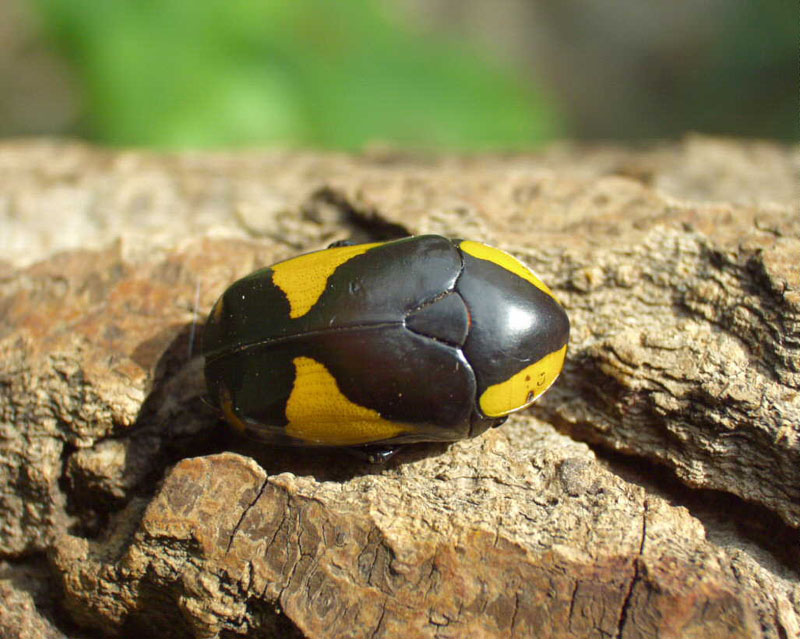 Pachoandi Insect Flower Beetles - Pachnoda - Pachnodella