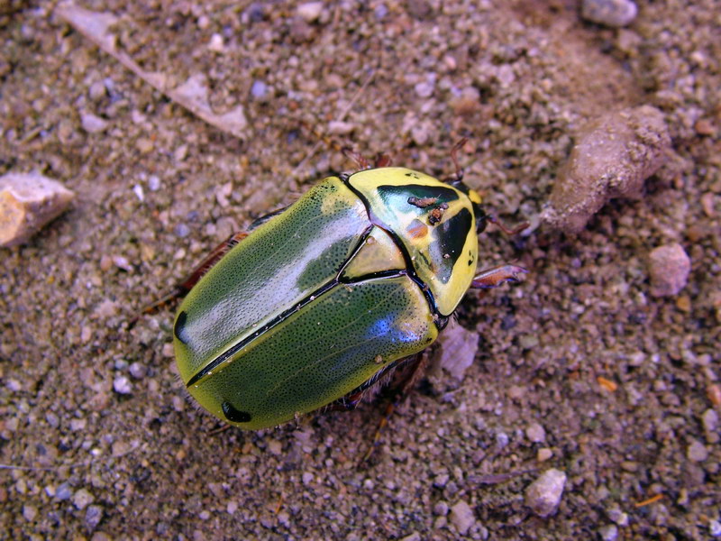 Flower Beetles - Pachnoda - Pachnodella