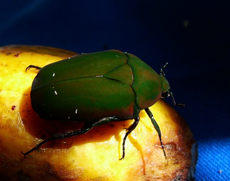 Flower Beetles - Pachnoda - Pachnodella