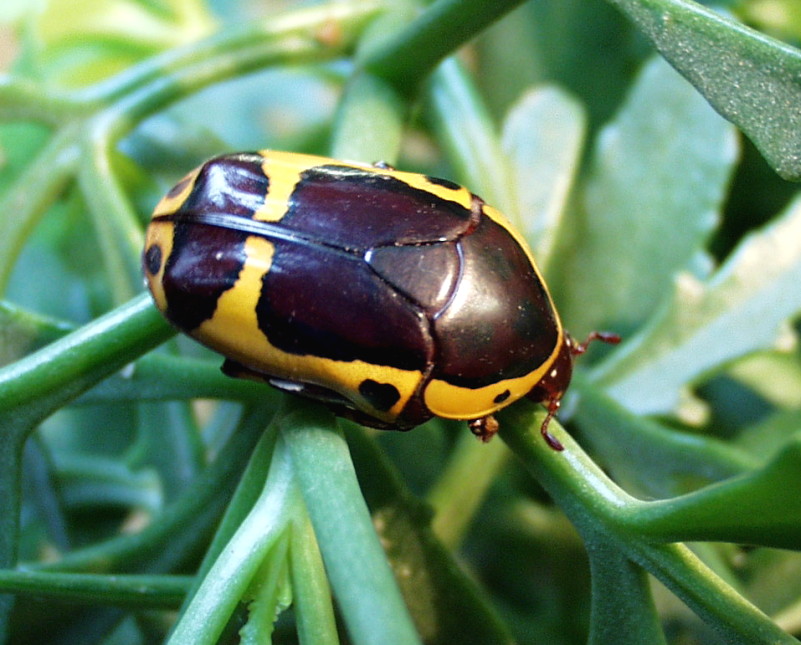 Flower Beetles - Pachnoda - Pachnodella