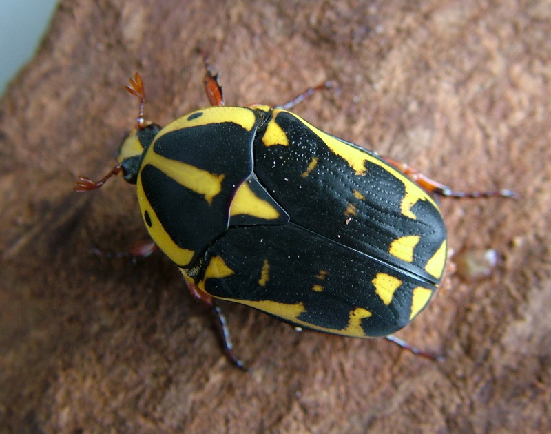 Pachnoda Ephippiata