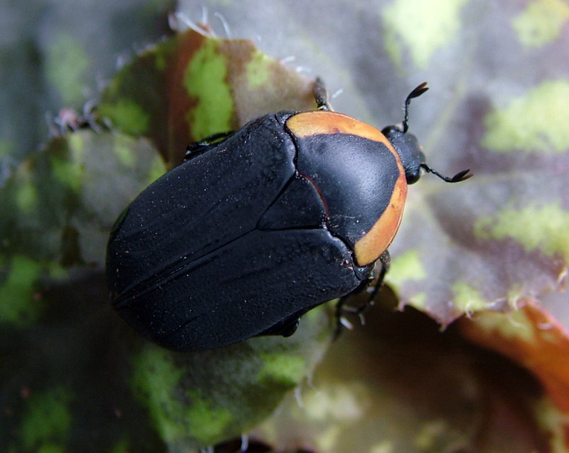 Flower Beetles - Pachnoda - Pachnodella