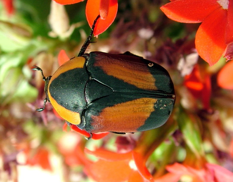 Flower Beetles - Pachnoda - Pachnodella