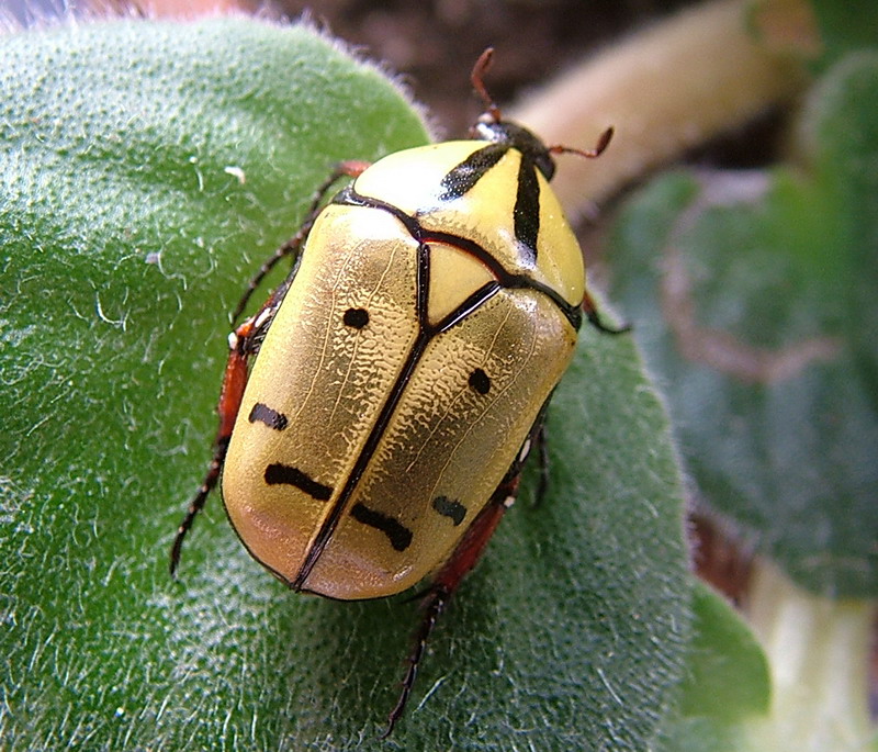 Flower Beetles - Pachnoda - Pachnodella