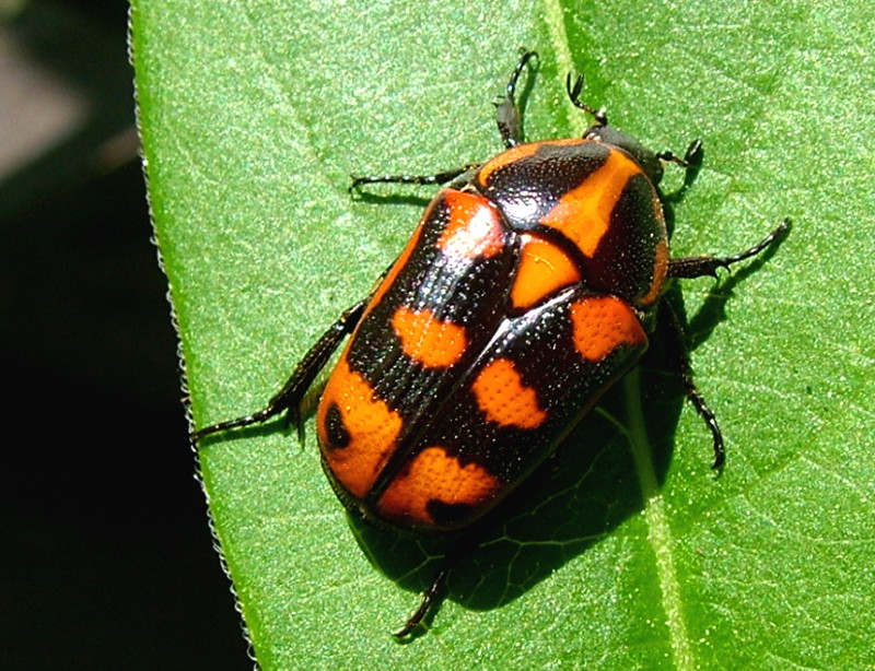 Flower Beetles - Pachnoda - Pachnodella