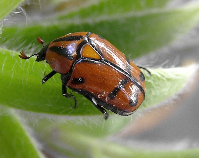 Flower Beetles - Pachnoda - Pachnodella