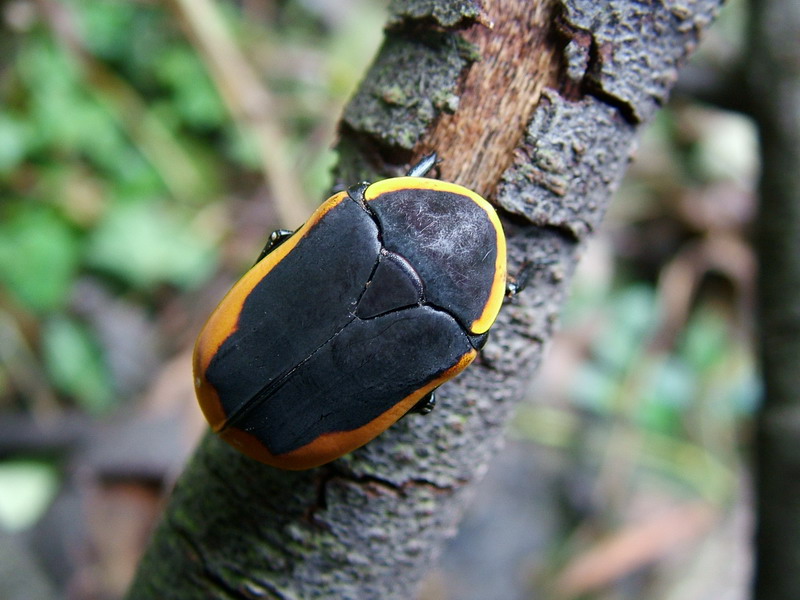 Flower Beetles - Pachnoda - Pachnodella