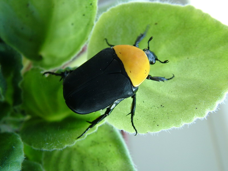 Flower Beetles - Pachnoda - Pachnodella