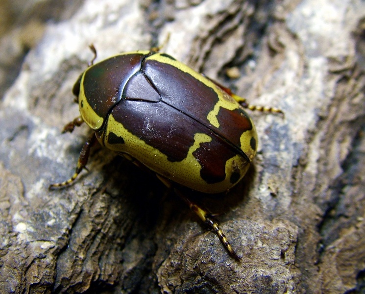 Pachoandi Insect Flower Beetles Pachnoda Pachnodella