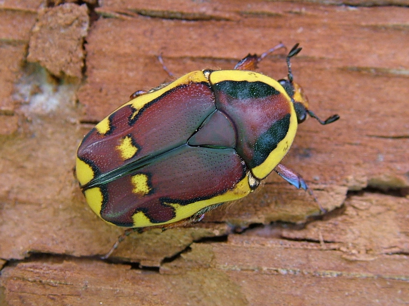 Flower Beetles - Pachnoda - Pachnodella