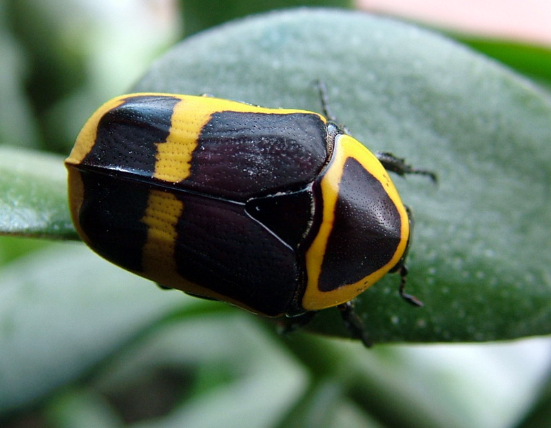 Flower Beetles - Pachnoda - Pachnodella