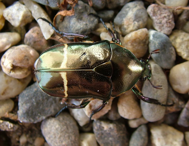 Flower Beetles - Plaesiorrhinella