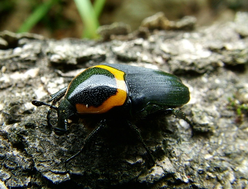 Flower Beetles - Pseudoclinteria